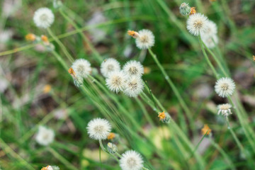 Wild white fluffy dandelions