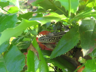 В тени кустарника