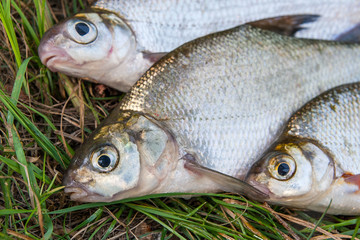 Freshwater common bream and white bream or silver bream fish on natural background..