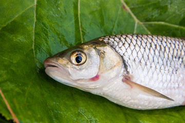 View of the European chub fish on the natural background. .