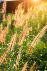 Flower grass in the summer.