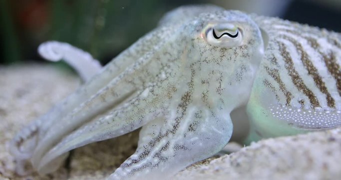The Common Cuttlefish in clean water closeup footage