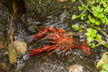 Schnapp, der Flusskrebs