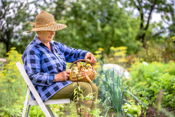 Senior farmer in the garden with produce harvested fresh from the organic garden or vegetable farm, local farming concept