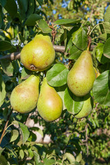 Shiny delicious pears hanging from a tree branch in the orchard..