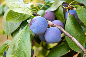Close up of the plum tree branch with ripe juicy fruits on sunset light.