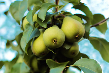Pears on the tree. Selective focus.