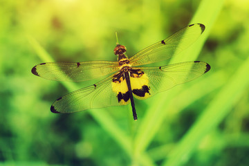 Black and yellow  dragonfly perched on grass.