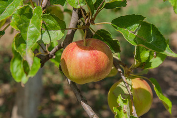 Shiny delicious apples hanging from a tree branch in an apple orchard.