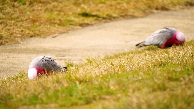 Close up shot of two perroquets searching for food In the grass next to a sidewalk