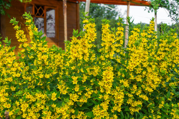 Decorative garden yellow flowers