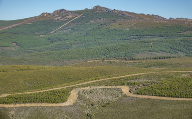 Long shot of mountain with forest and may firebreaks