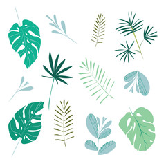 Set of leaves of tropical plants. Vector illustration, isolated on white background.