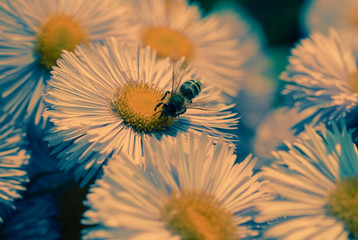 Biene auf einer Feinstrahlaster