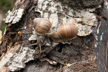 Two Burgundy snails (Helix, Roman snail, edible snail, escargot) crawling on the trunk of old aspen tree. .