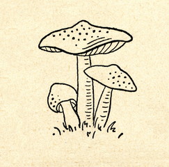 Man on horseback (Tricholoma equestre)