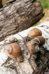 Group of big Burgundy snails (Helix, Roman snail, edible snail, escargot) crawling on the trunk of old birch tree. .