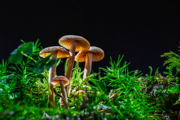 Fototapeta premium fungi