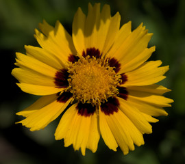 kleines Mädchenauge