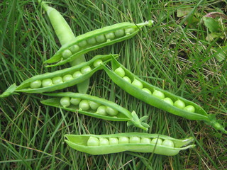 Стручки зеленого горошка