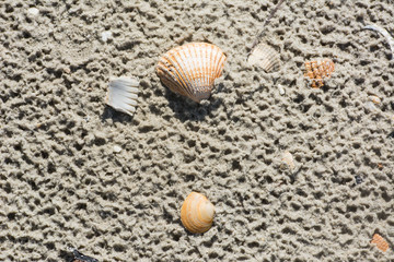 Muscheln am Strand