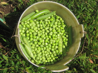 Урожай гороха