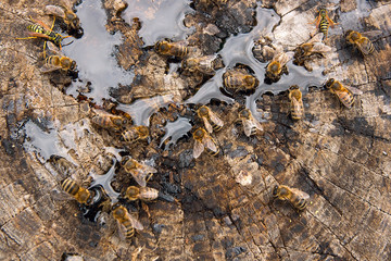 Bees and wasp swarming on honey drops on vintage wooden background..