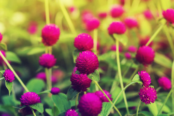 Deep pink flower of Globe amaranth tree.