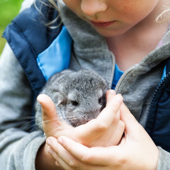 Girl is holding a chinchilla