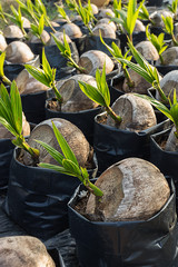 Coconut seedlings and young leaves growing.