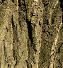 Wood texture with cracks good detail. Tree bark close. Macro shooting. on the bark grows moss