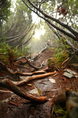 vertical photo of pine trees in a forest with fog