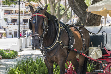 horse,  Mijas, Andalucía, Spain