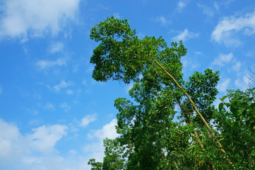 Trees on hill against a bright blue sky