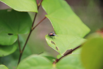 葉上のキンバエ(山形県)