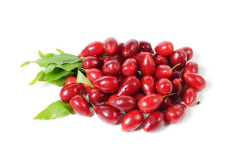 Red Dogwood Berries and leafs isolated on white background