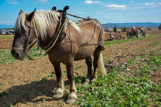 cheval de trait - agriculture &agrave; l'ancienne