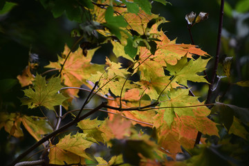 Changing colours of autumn 