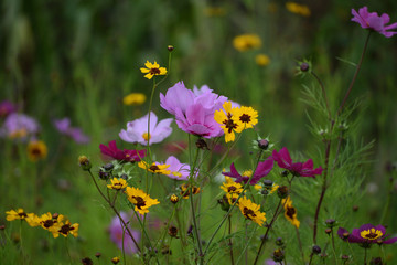 Beautiful wildflowers in park