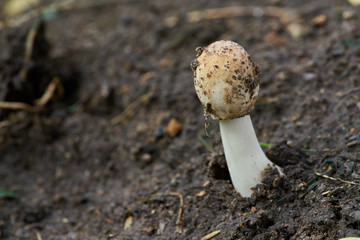 macro mushroom growing in forest during rainy or wet season.