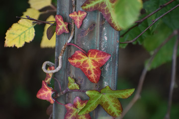 Red ivy