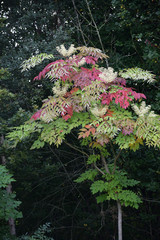 Multi coloured leaves on a shrub