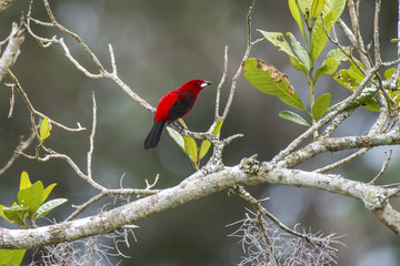Tiê-sangue (Ramphocelus bresilius) | Brazilian Tanager photographed in Linhares, Espírito Santo - Southeast of Brazil. Atlantic Forest Biome.