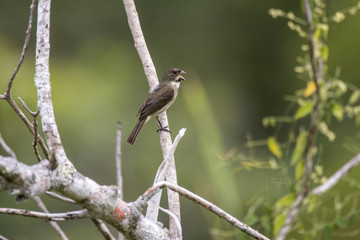 Coleirinho (Sporophila caerulescens) | Double-collared Seedeater photographed in Linhares, Espírito Santo - Southeast of Brazil. Atlantic Forest Biome.