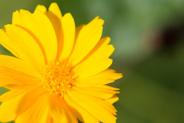 yellow-cosmos