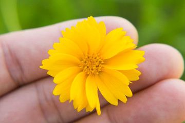 yellow-cosmos