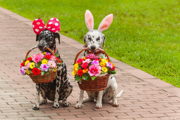 Two dogs of Dalmatian breed sit with flower baskets in their teeth. Funny dogs in a bunny costume.