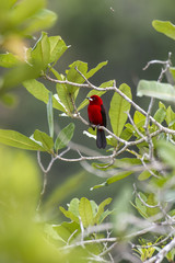 Tiê-sangue (Ramphocelus bresilius) | Brazilian Tanager photographed in Linhares, Espírito Santo - Southeast of Brazil. Atlantic Forest Biome.
