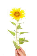 Hand giving yellow sunflower