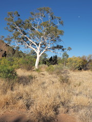 Giant Ghost Gum tree near Trephina Gorge,  east of Alice Springs, Northern Territory, Australia 2017